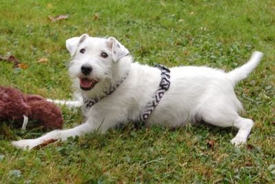 White - Snoop, Parson Russel Terrier - Rüde