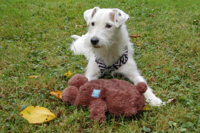 White - Snoop, Parson Russel Terrier - Rüde