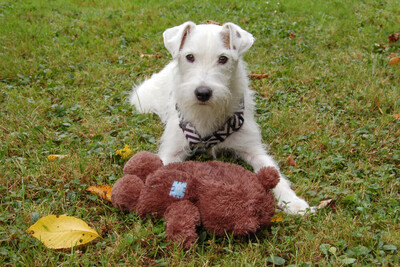 White - Snoop, Parson Russel Terrier - Rüde