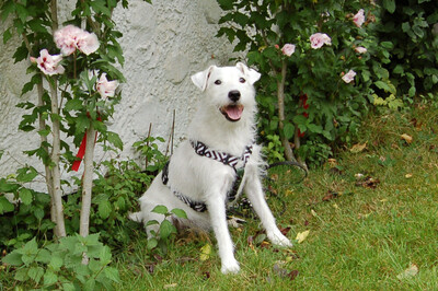 White - Snoop, Parson Russel Terrier - Rüde