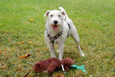 White - Snoop, Parson Russel Terrier - Rüde