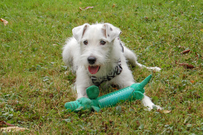 White - Snoop, Parson Russel Terrier - Rüde