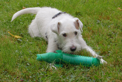 White - Snoop, Parson Russel Terrier - Rüde