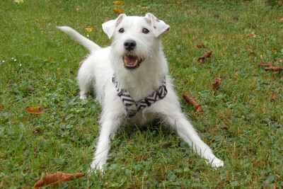 White - Snoop, Parson Russel Terrier - Rüde