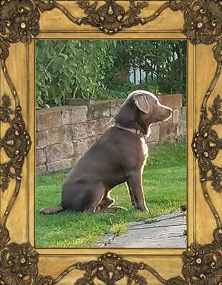 White and Creme Diamonds, Labrador Retriver Welpen - Hündin