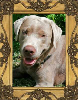 White and Creme Diamonds, Labrador Retriver Welpen - Hündin