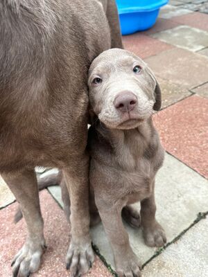 White and Creme Diamonds, Labrador Retriver Welpen - Hündin