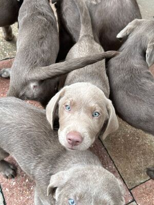 White and Creme Diamonds, Labrador Retriver Welpen - Hündin