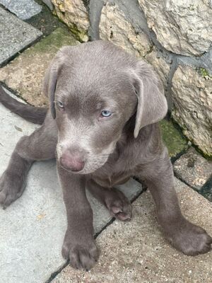 White and Creme Diamonds, Labrador Retriver Welpen - Hündin