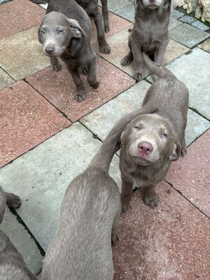 White and Creme Diamonds, Labrador Retriver Welpen - Hündin