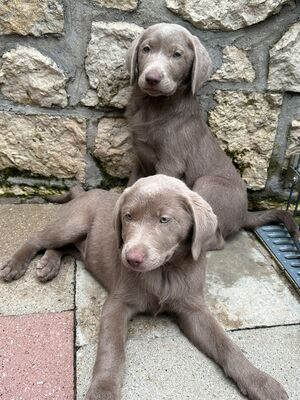 White and Creme Diamonds, Labrador Retriver Welpen - Hündin