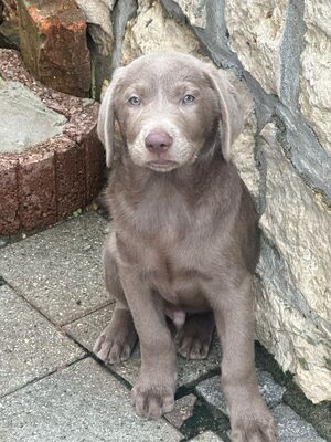 White and Creme Diamonds, Labrador Retriver Welpen - Hündin