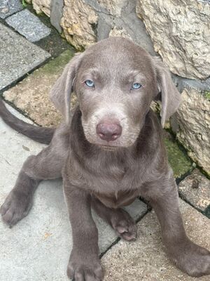 White and Creme Diamonds, Labrador Retriver Welpen - Hündin