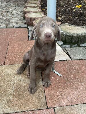 White and Creme Diamonds, Labrador Retriver Welpen - Hündin