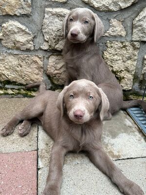 White and Creme Diamonds, Labrador Retriver Welpen - Hündin