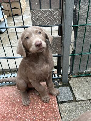 White and Creme Diamonds, Labrador Retriver Welpen - Hündin