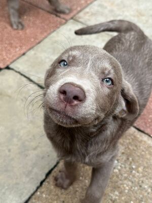 White and Creme Diamonds, Labrador Retriver Welpen - Hündin