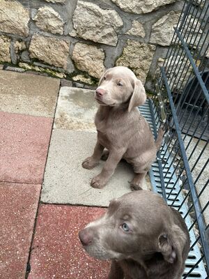 White and Creme Diamonds, Labrador Retriver Welpen - Hündin