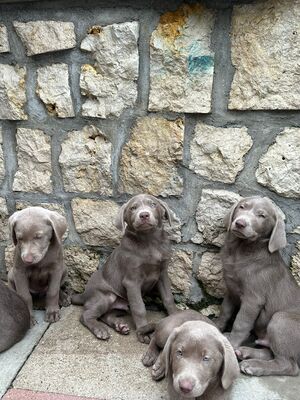 White and Creme Diamonds, Labrador Retriver Welpen - Hündin