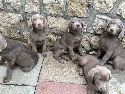 White and Creme Diamonds, Labrador Retriver Welpen - Hündin