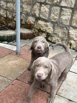 White and Creme Diamonds, Labrador Retriver Welpen - Hündin