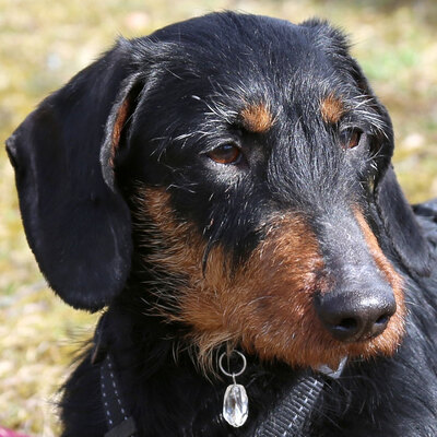 Wilhelmine, Dackel - Hündin