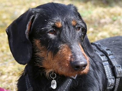 Wilhelmine, Dackel - kastriert - Hündin