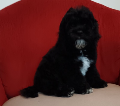 Willi, American Cocker + Zwergpudel Welpen - Rüde