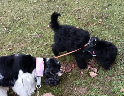 Willi, American Cocker + Zwergpudel Welpen - Rüde