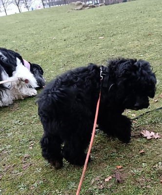 Willi, American Cocker + Zwergpudel Welpen - Rüde