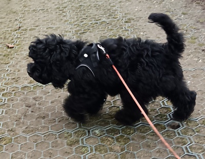 Willi, American Cocker + Zwergpudel Welpen - Rüde