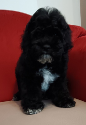 Willi, American Cocker + Zwergpudel Welpen - Rüde