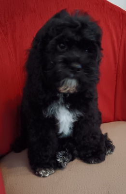 Willi, American Cocker + Zwergpudel Welpen - Rüde