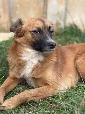 Willi, Mischling - Rüde