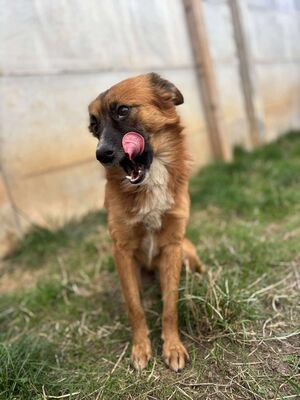 Willi, Mischling - Rüde