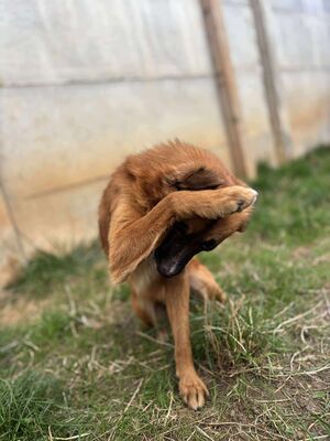 Willi, Mischling - Rüde