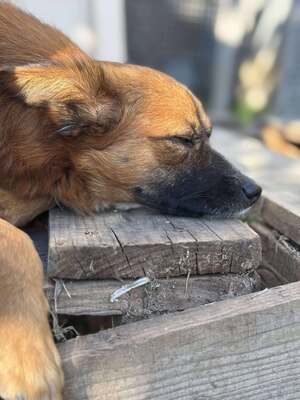 Willi, Mischling - Rüde