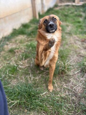 Willi, Mischling - Rüde