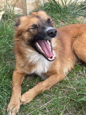 Willi, Mischling - Rüde