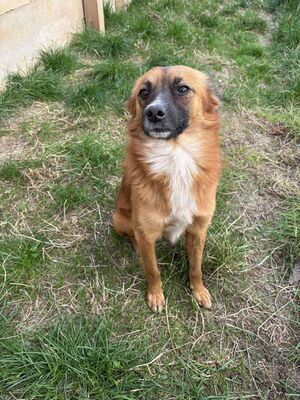 Willi, Mischling - Rüde