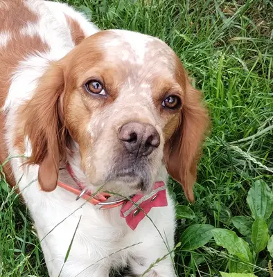 Willi (Vajos), Epagneul Breton Mischling - Rüde