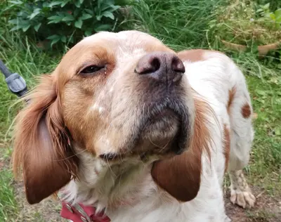 Willi (Vajos), Epagneul Breton Mischling - Rüde