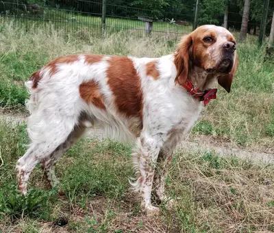 Willi (Vajos), Epagneul Breton Mischling - Rüde