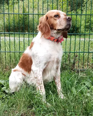 Willi (Vajos), Epagneul Breton Mischling - Rüde