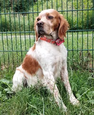 Willi (Vajos), Epagneul Breton Mischling - Rüde