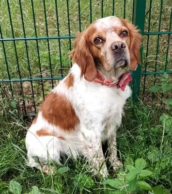 Willi (Vajos), Epagneul Breton Mischling - Rüde