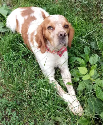 Willi (Vajos), Epagneul Breton Mischling - Rüde
