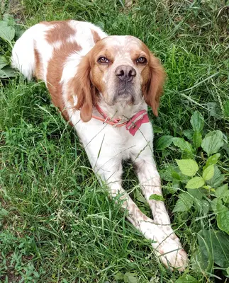 Willi (Vajos), Epagneul Breton Mischling - Rüde