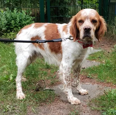 Willi (Vajos), Epagneul Breton Mischling - Rüde