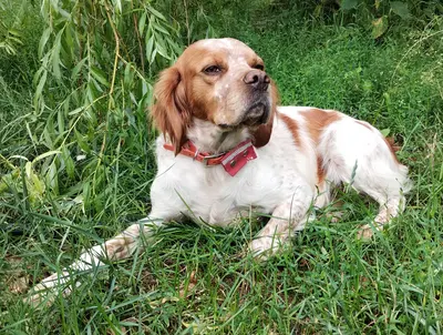 Willi (Vajos), Epagneul Breton Mischling - Rüde